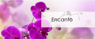 Encanto